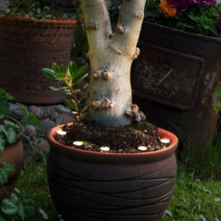 EGLO Lampe De Sol LED Spinetoli 2, Lot De 6 Avec Piquet -Luminaire 10001946 3